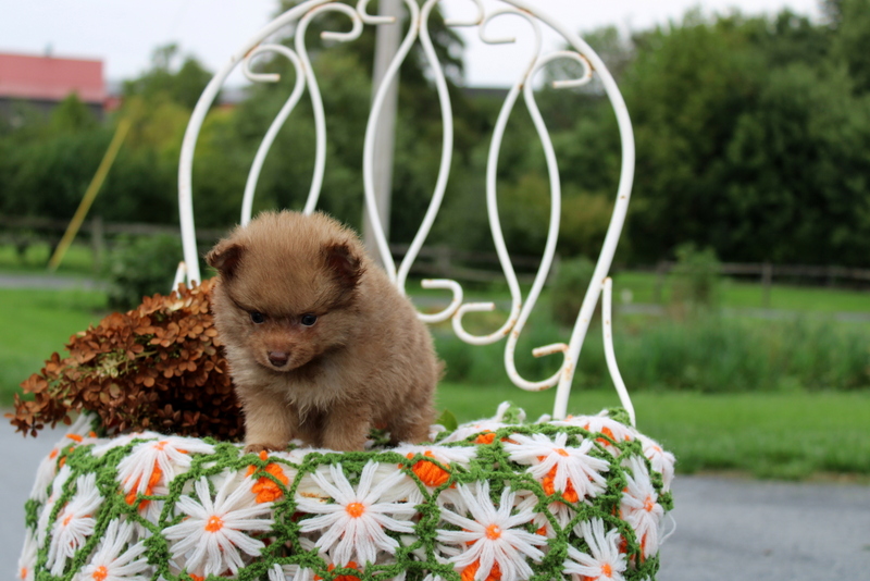 puppy, for, sale, Pomeranian, Matthew B. Stoltzfus, dog, breeder, Gap, PA, dog-breeder, puppy-for-sale, forsale, nearby, find, puppyfind, locator, puppylocator, aca